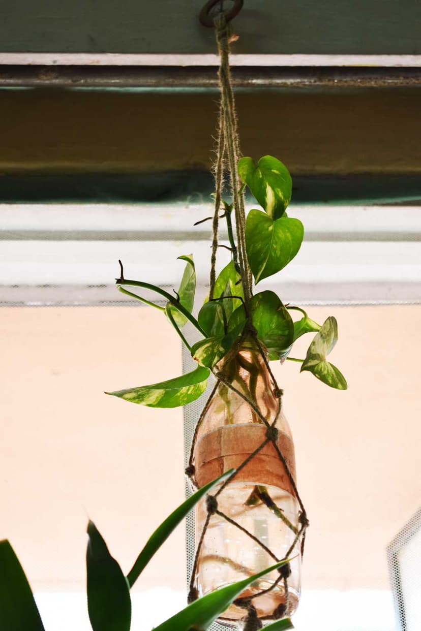 Bottleplanters@ooshybooshy13