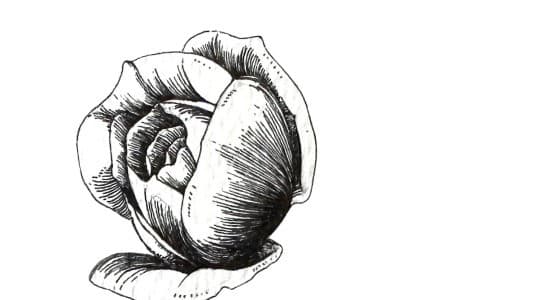 Pen and Ink Shading Techniques for Botanical Art