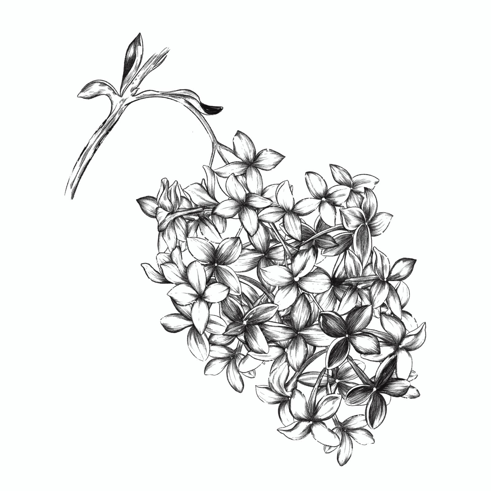 Parterre Gardens - Perfume Packaging