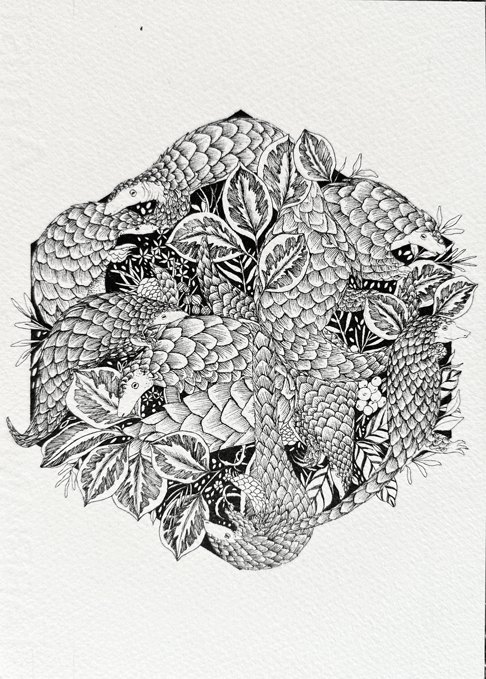 Pangolins Day Out