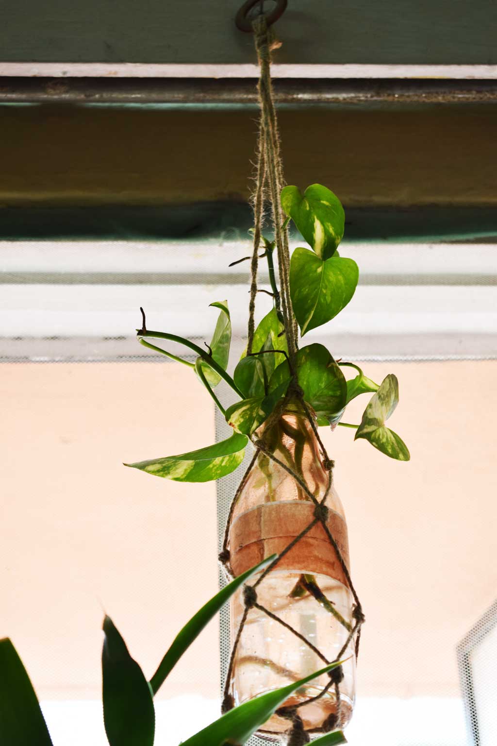 Bottleplanters@ooshybooshy13