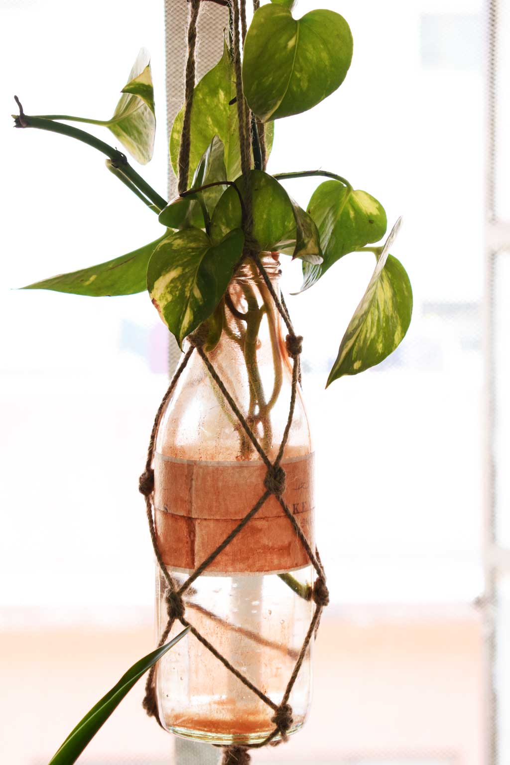 Bottleplanters@ooshybooshy12
